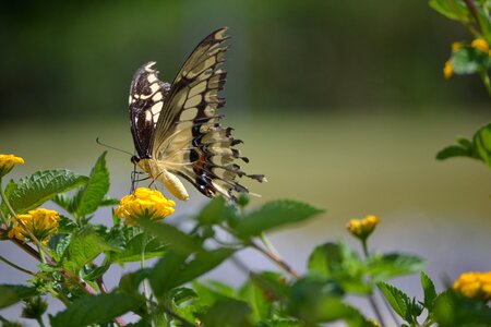 Landing insects mariposa