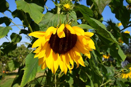 Plant yellow green