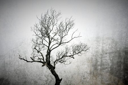 Branch frozen cold