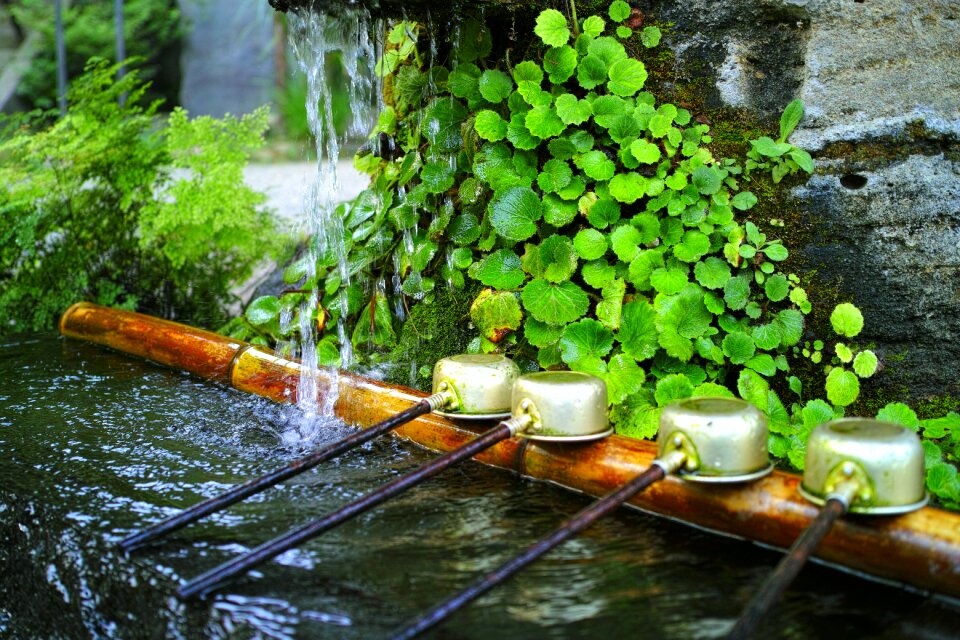 Natural plant temple