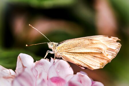 Butterfly insect sitting on flower photo