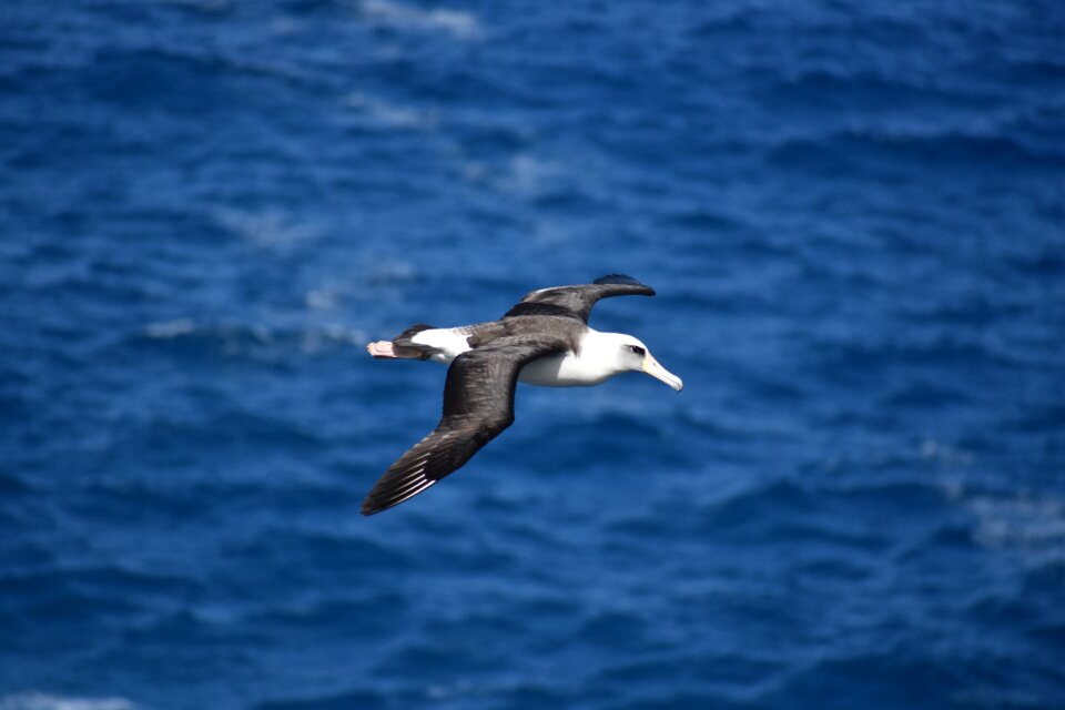 Birding flying nature