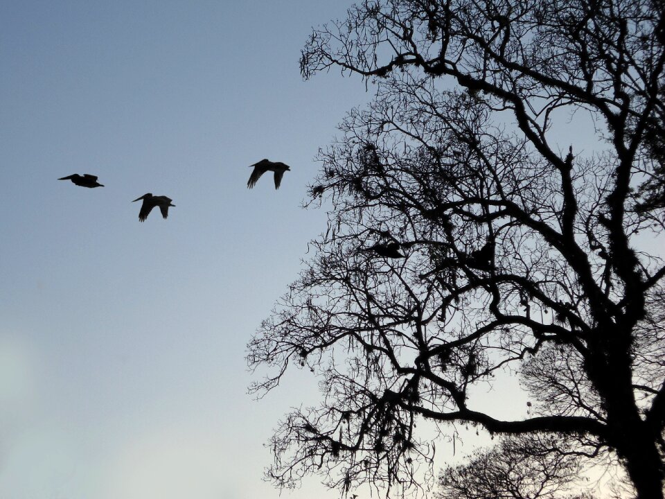 Branches birds sunset