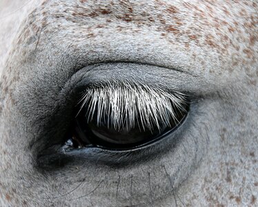 Eye gentle horse head photo