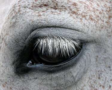 Eye gentle horse head