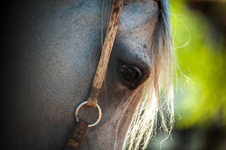 Animals cattle horseshoe