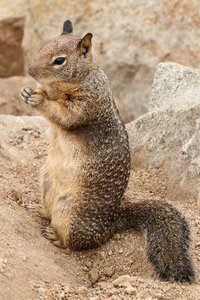 Nature wildlife rodent