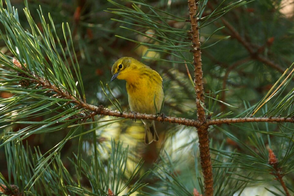 Nature perched pine tree