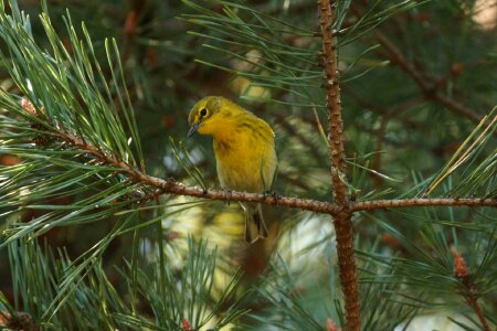 Nature perched pine tree