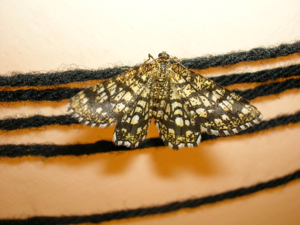 Butterfly moth insect