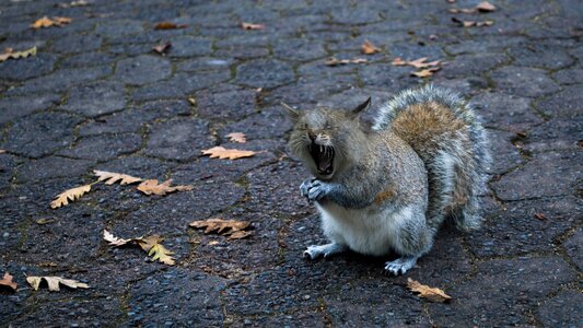 Open tooth tired