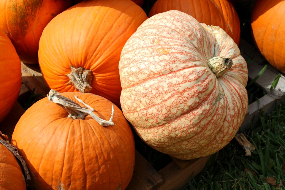 Orange halloween holiday