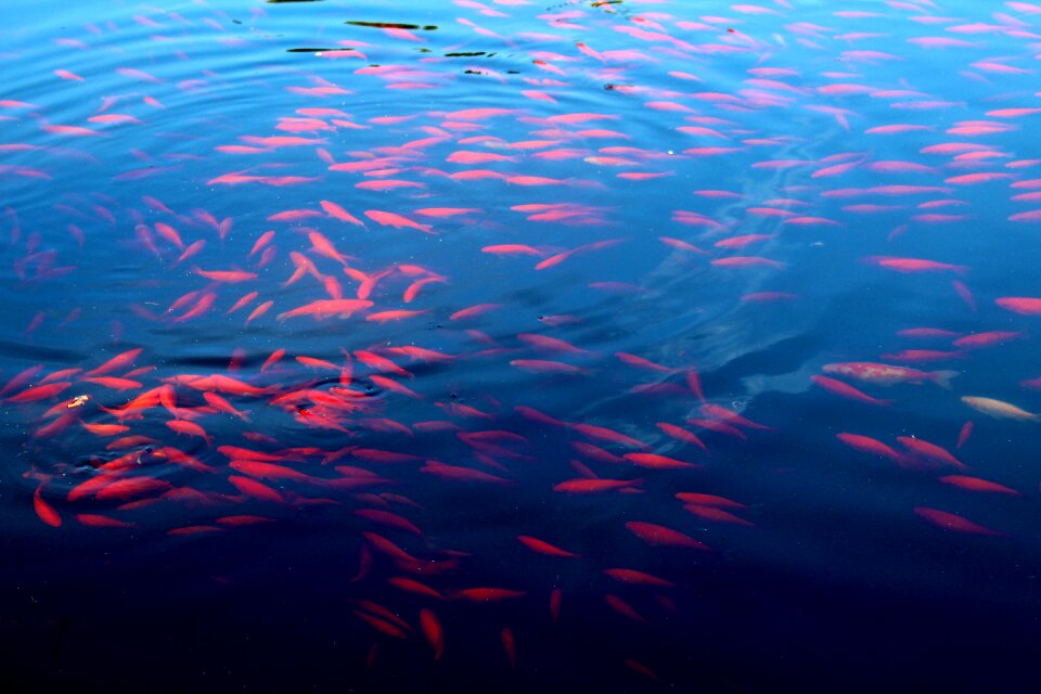 Pond nature water