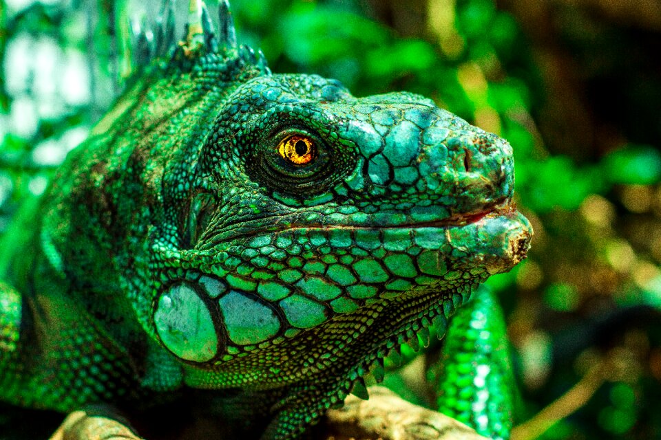 Reptile animal lizard