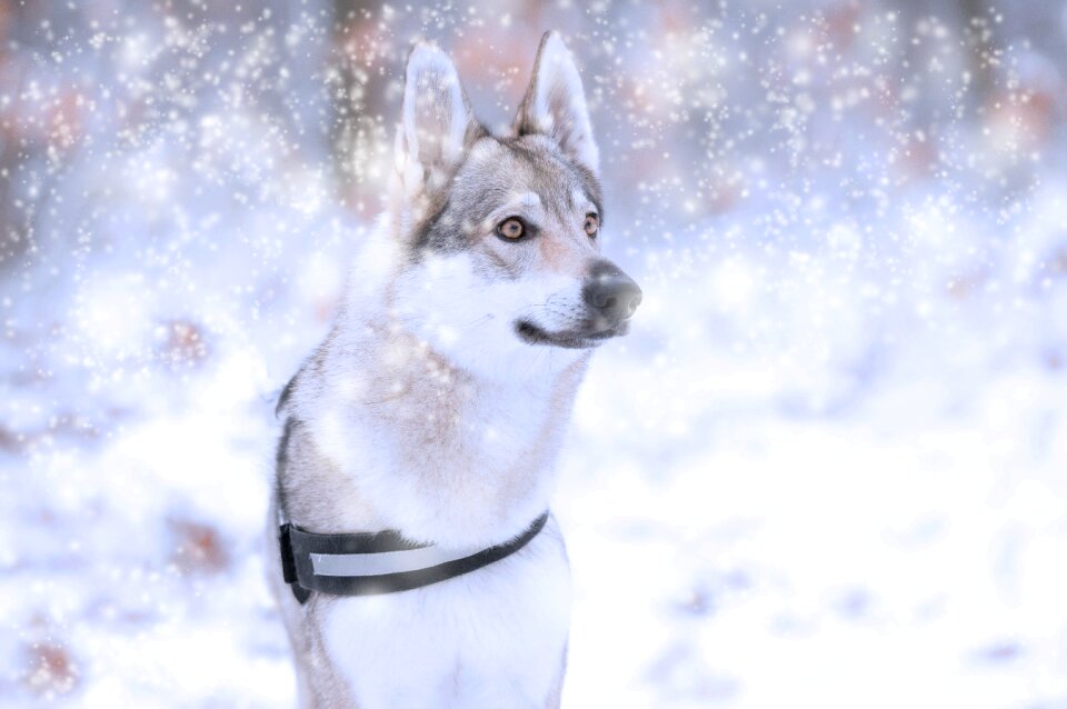 Wolfdog winter nature