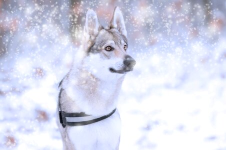 Wolfdog winter nature photo