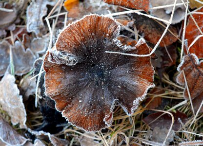 Forest frost frosty photo