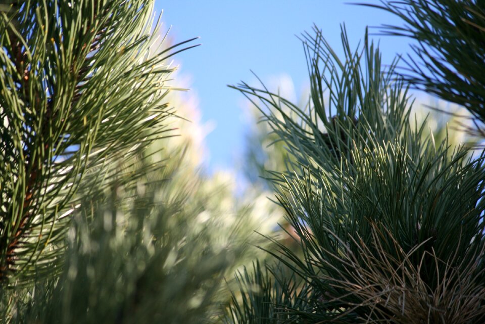 Blue sky light natural