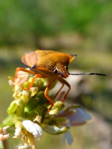 Dolycoris baccarum beetle detail