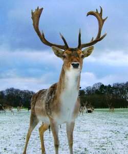Animals fauna snow