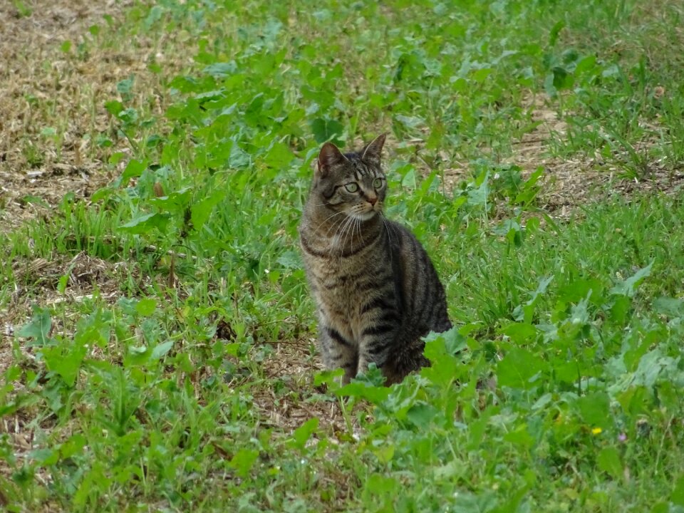 Mieze mackerel tiger cat