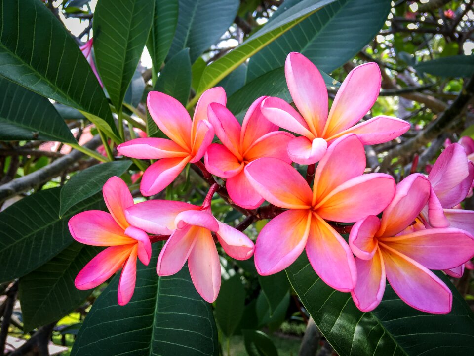 Exotic flower flora