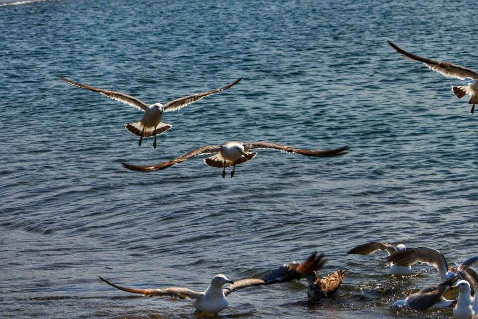 Wave seabird sea gull