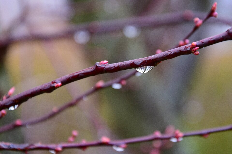 Buds blood cherry drop of water spring