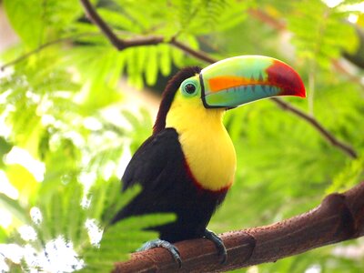 Animal colorful exotic photo