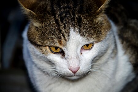 Animal portrait kitty the homeless
