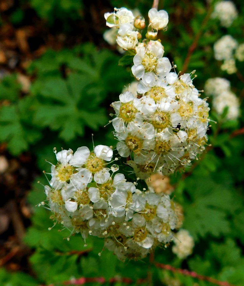 Spiraea mongolica var. mongolica