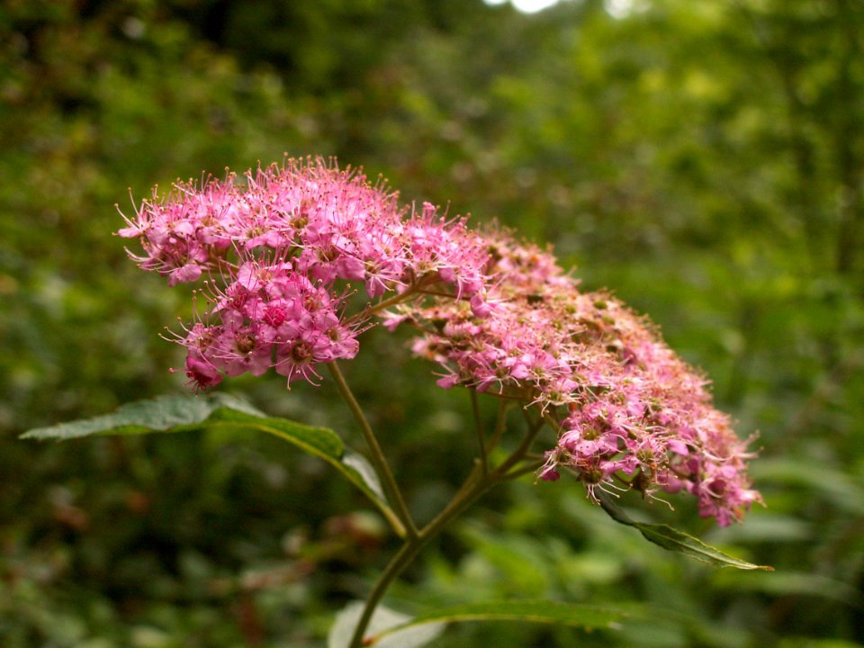 Spiraea japonica, 2015-07-17, Fox Chapel, 01