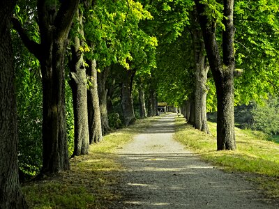 Chestnut away nature