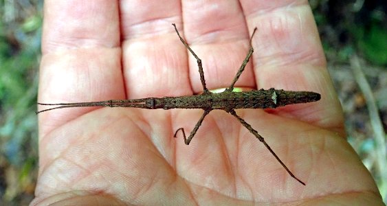 Spinotectarchus acornutus1