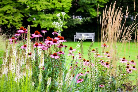 Rest flowers plant