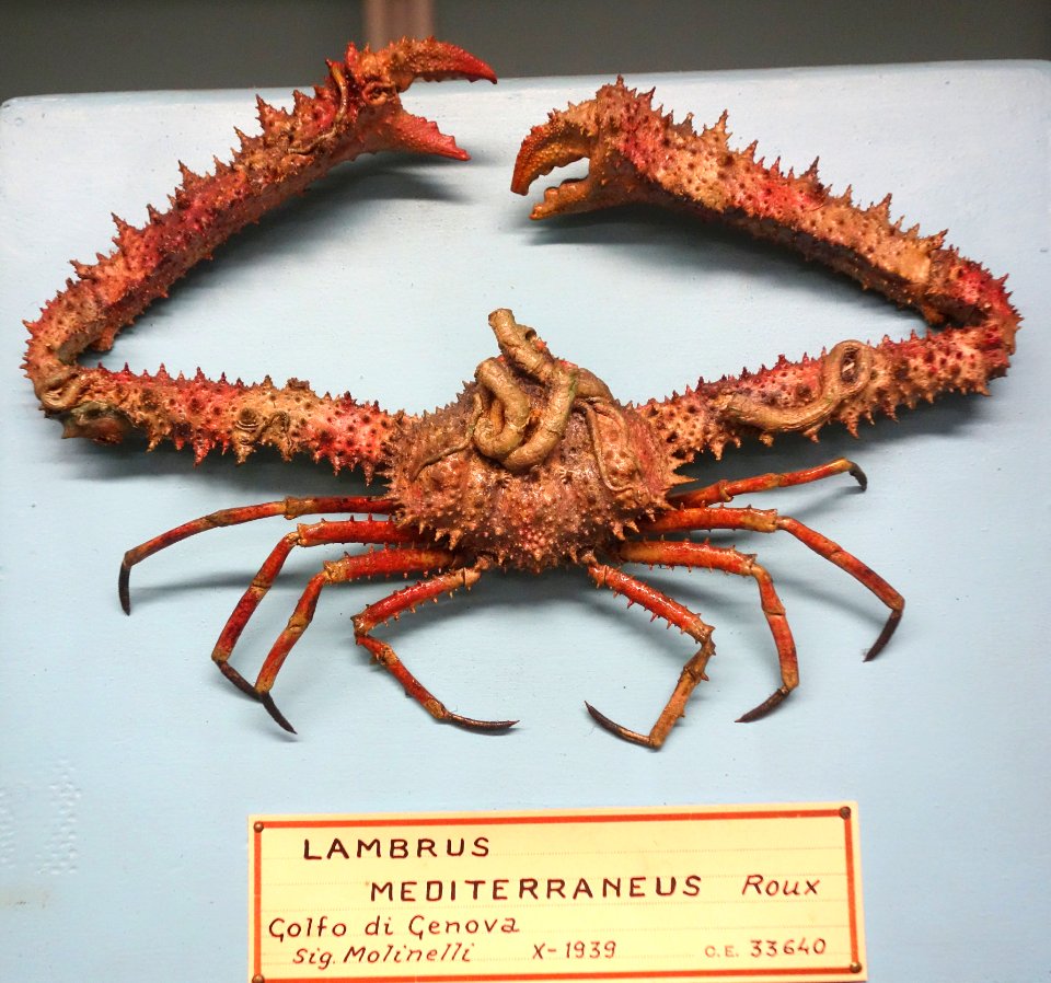 Spinolambrus macrochelos (Lambrus mediterraneus) - Museo Civico di Storia Naturale Giacomo Doria - Genoa, Italy - DSC03221