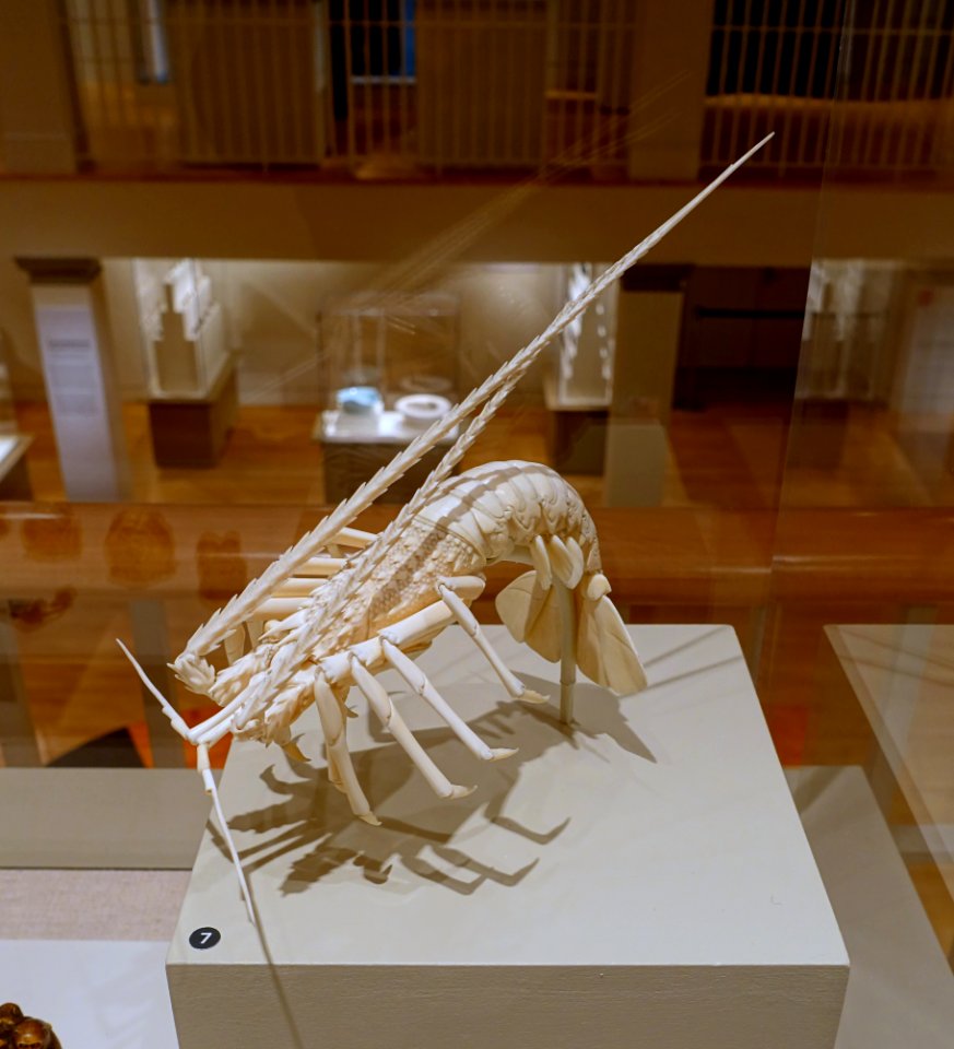 Spiny lobster, Japan, late 1800s AD, ivory - Peabody Essex Museum - DSC07806