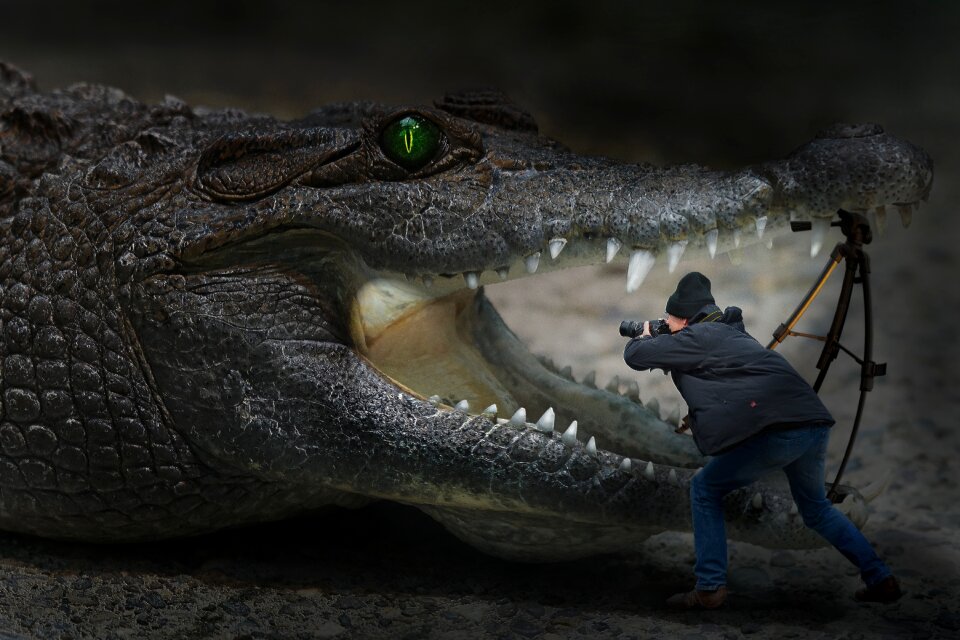 Crocodile photographer tripod