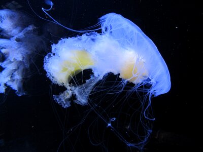 Medusa aquarium vancouver