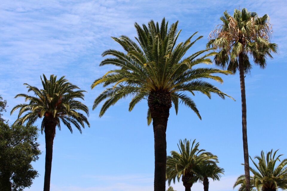 Tropical summer sky photo