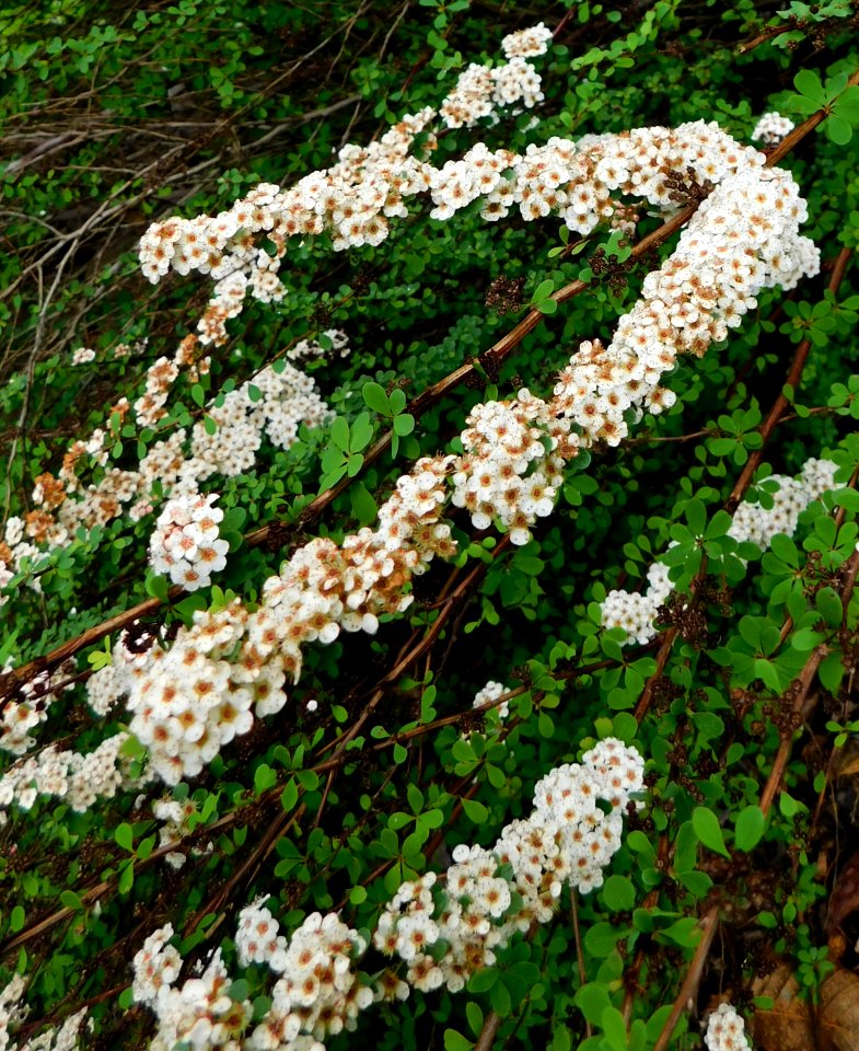Spiraea arcuata
