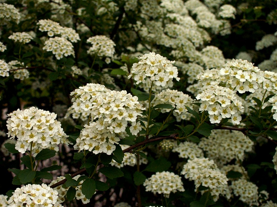 Spiraea × vanhouttei, Allegheny Cemetery, 2015-05-15, 01