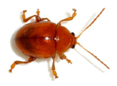 Sphaeroderma-testaceum-08-fws