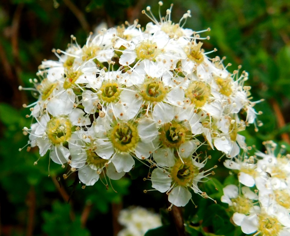 Spiraea mongolica var. mongolica 2