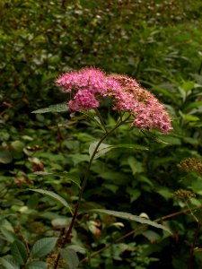 Spiraea japonica, 2015-07-17, Fox Chapel, 03