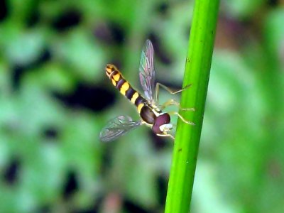 Sphaerophoria scripta (Hoverfly sp.), Arnhem, the Netherlands