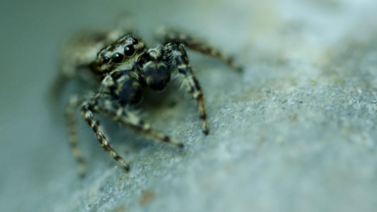 Spinne (181755091) photo