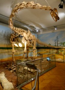 Spinophorosaurus nigerensis - Naturhistorisches Museum, Braunschweig, Germany - DSC05276