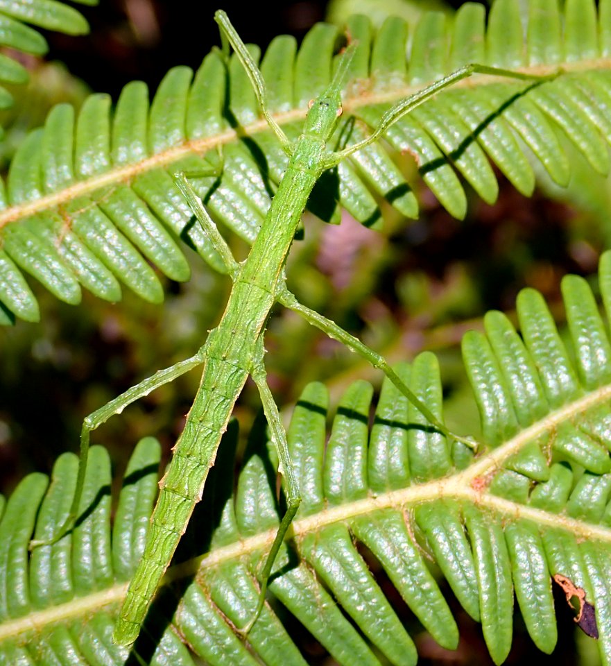 Spinotectarchus acornutus