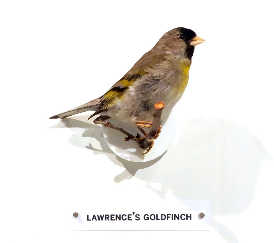 Spinus lawrencei (Lawrence's goldfinch) - Oakland Museum of California - DSC05346